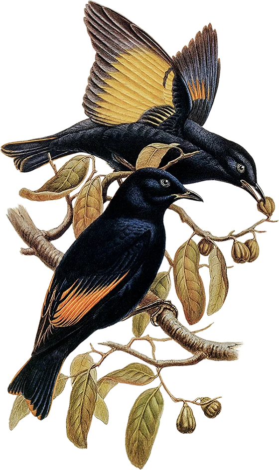 Bowerbird