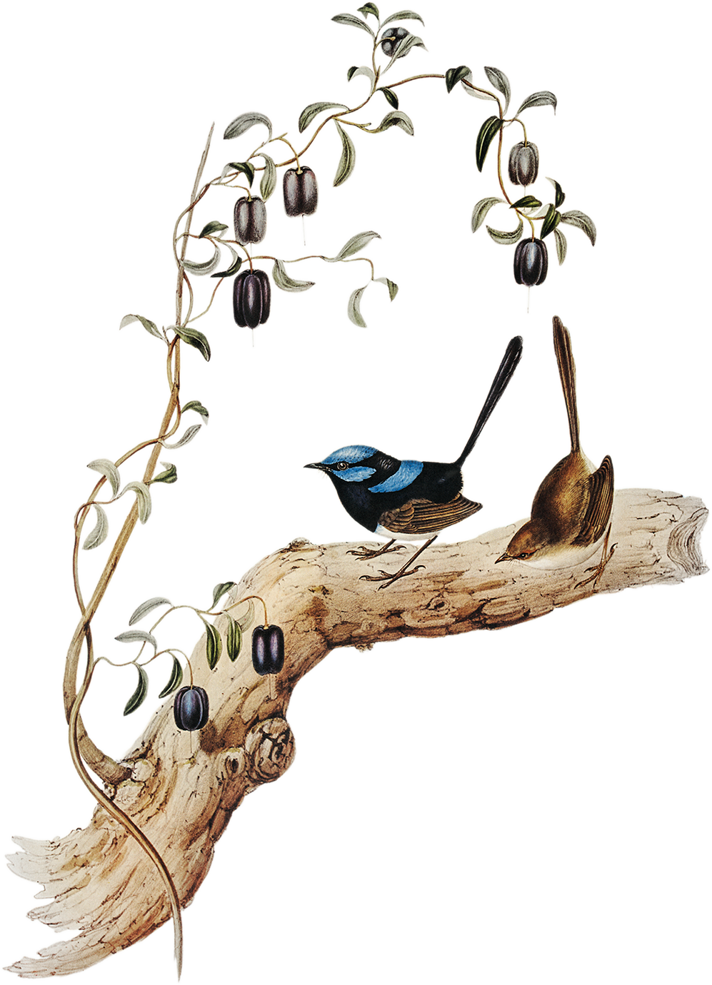 Fairywren