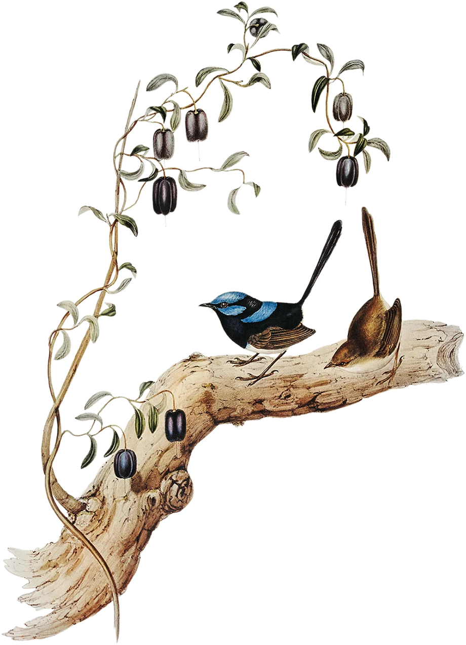 Fairywren