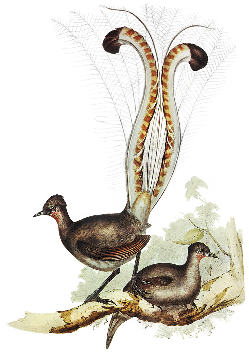 Lyrebird