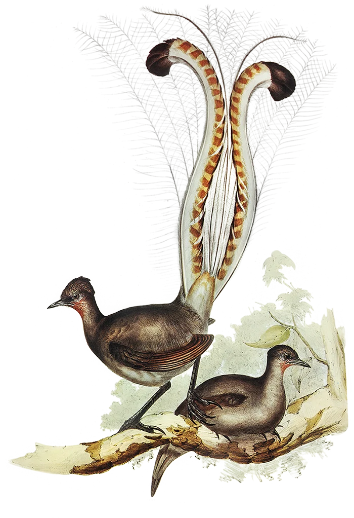 Lyrebird